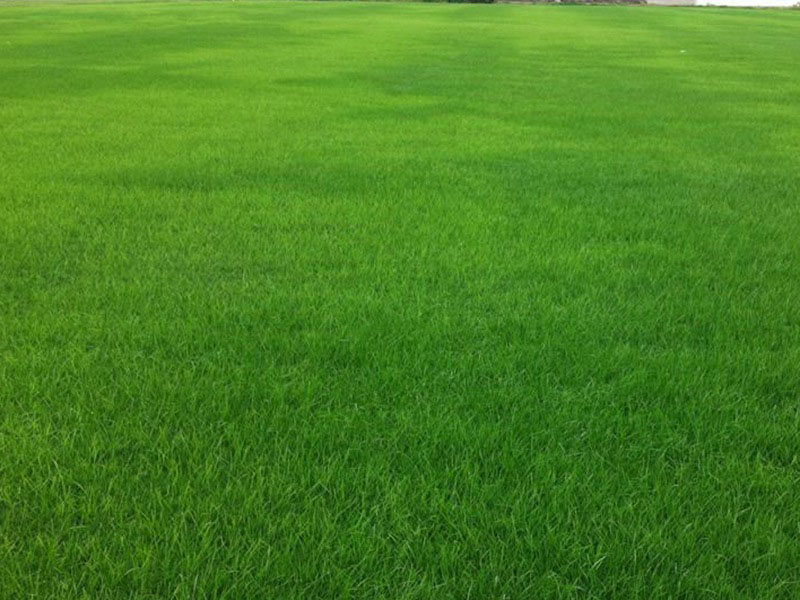 果嶺草草坪