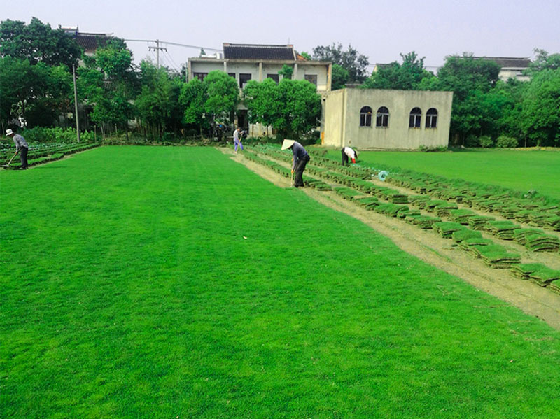 果嶺草草坪