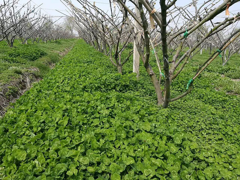 白三葉在果園果樹下種植