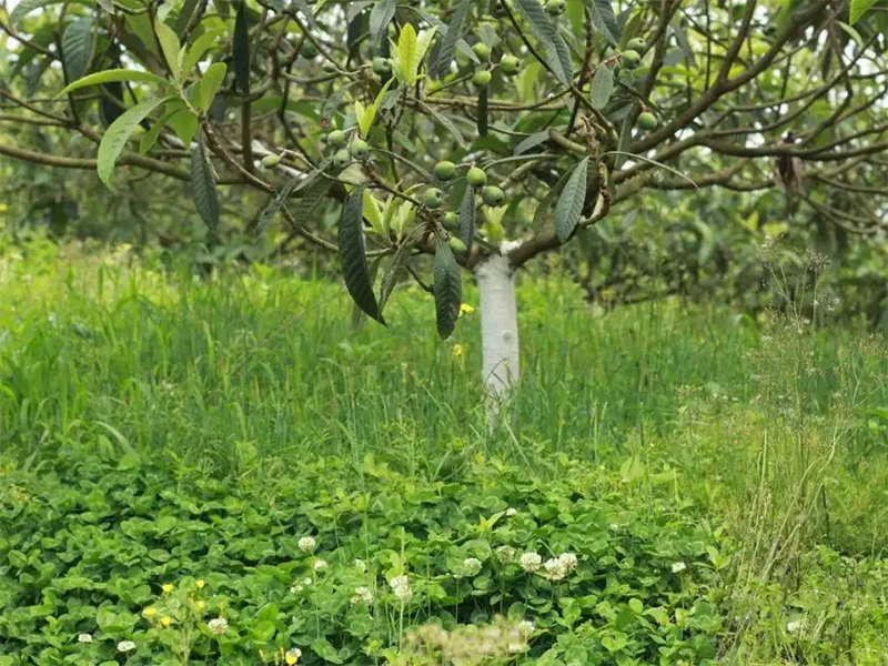 白三葉在果園果樹下種植