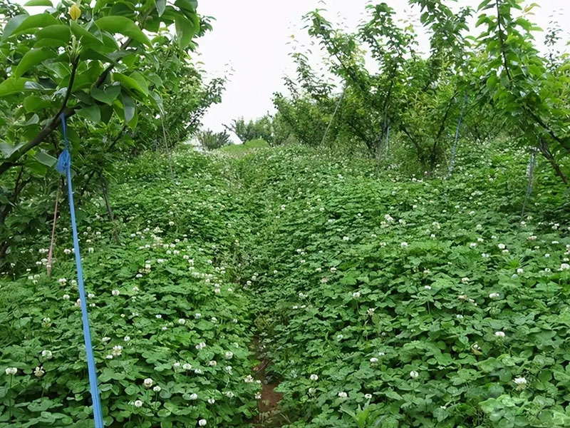 白三葉在果園果樹下種植