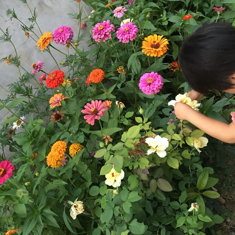 百日草開花圖片