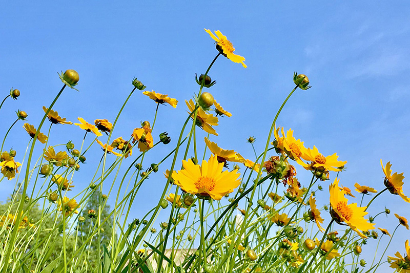 金雞菊開(kāi)花花朵圖片