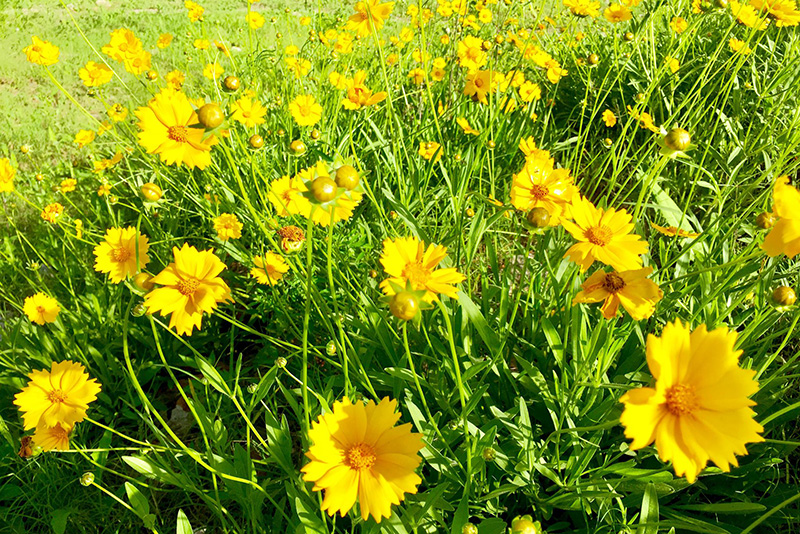 金雞菊開(kāi)花花朵圖片