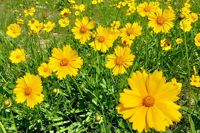 金雞菊開(kāi)花花朵圖片