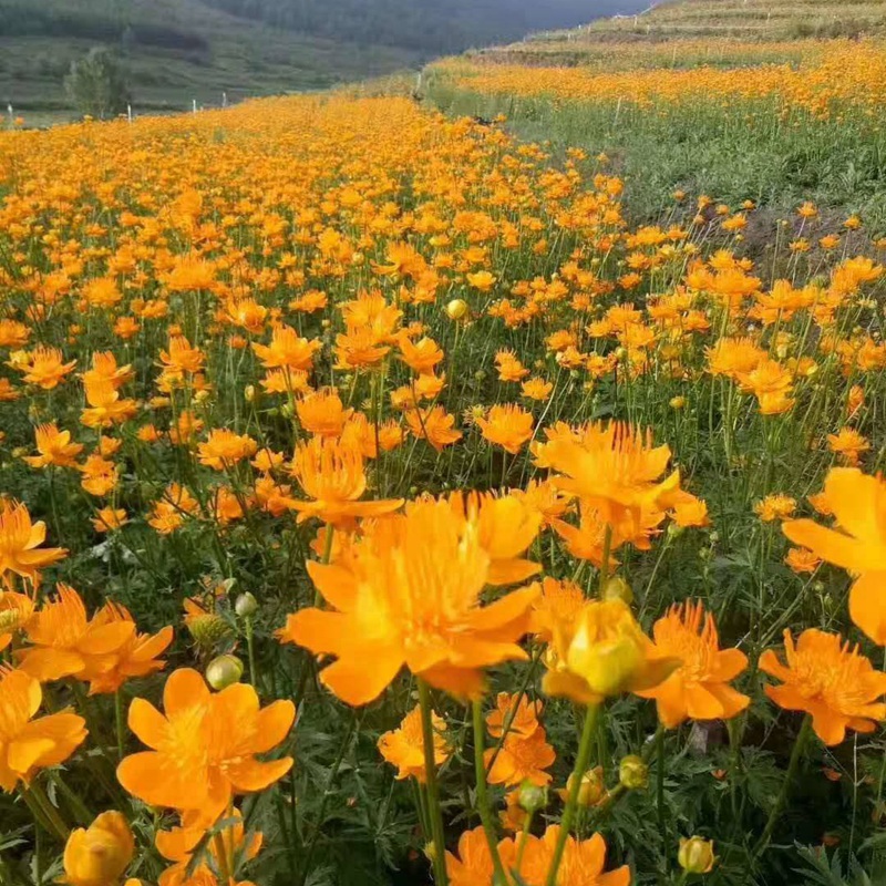 硫華菊花朵花海大面積