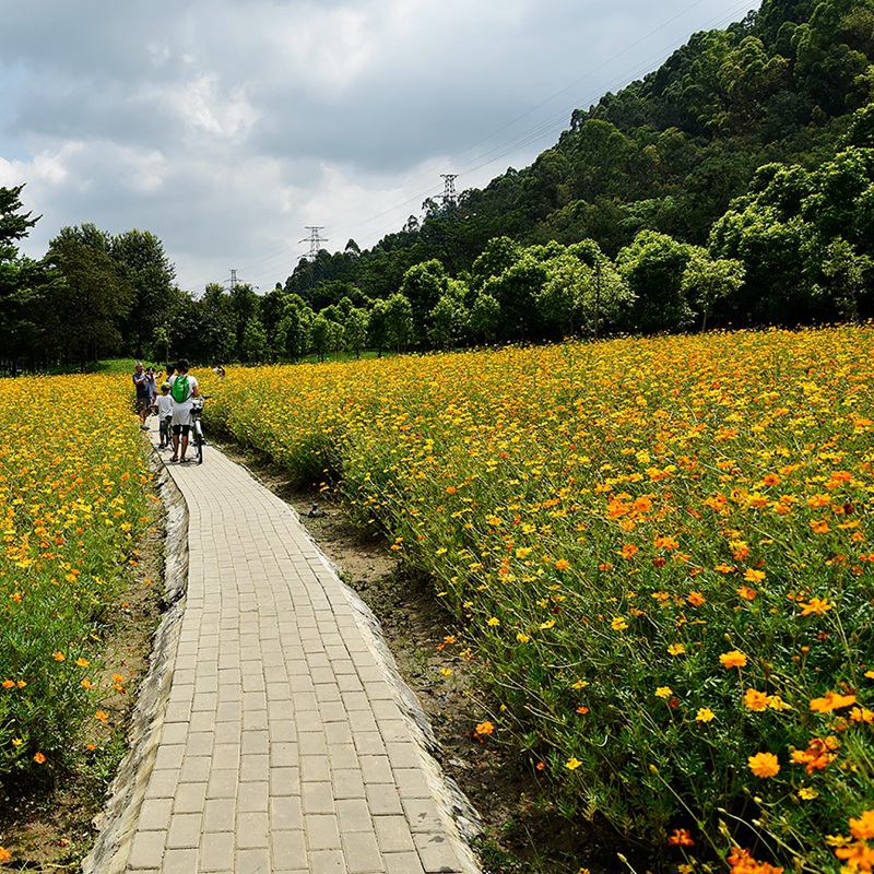 硫華菊在景區(qū)公園的應用