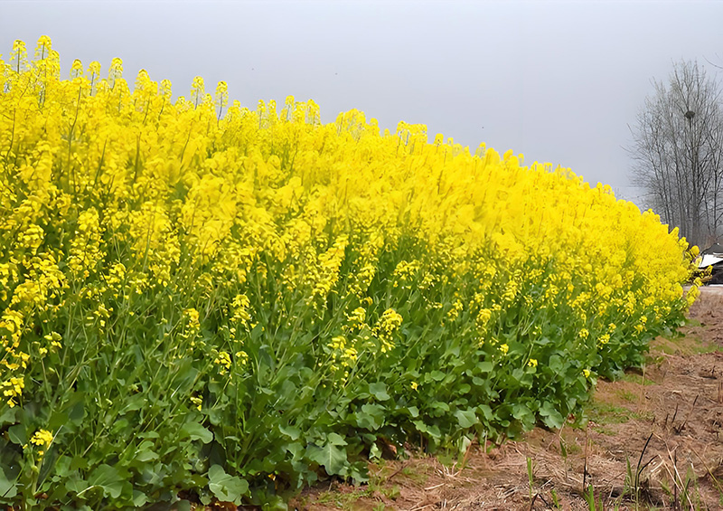 油菜