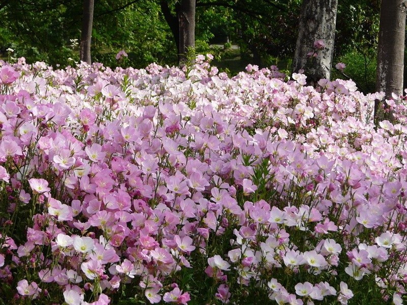 月見草開花花朵