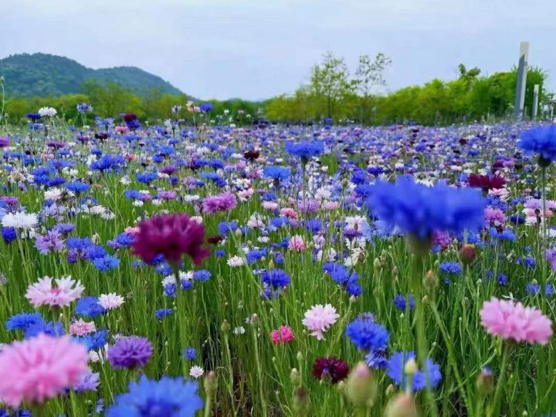 矢車菊開花效果