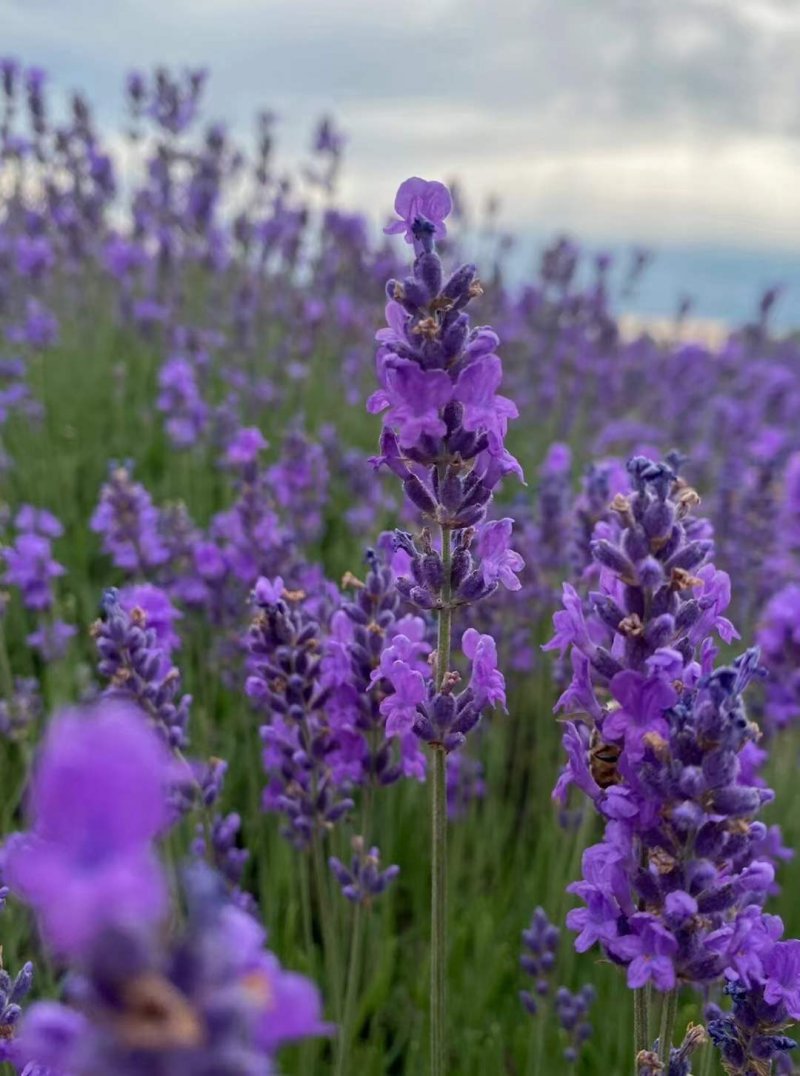 薰衣草開(kāi)花大面積圖片