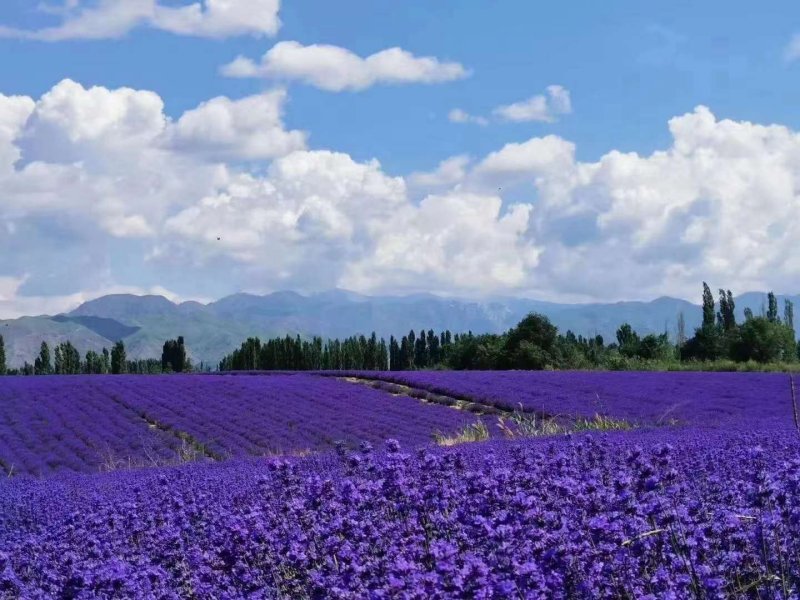 薰衣草開(kāi)花大面積圖片