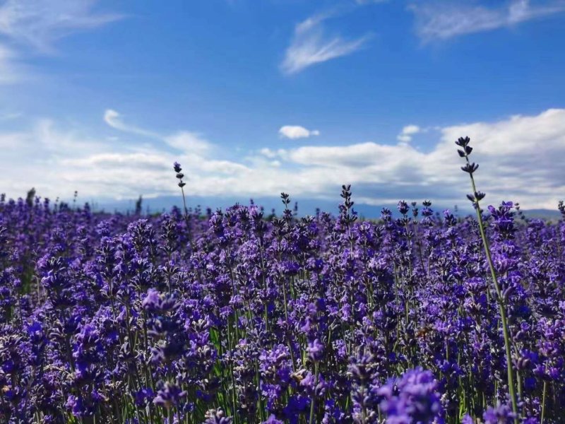 薰衣草開(kāi)花大面積圖片