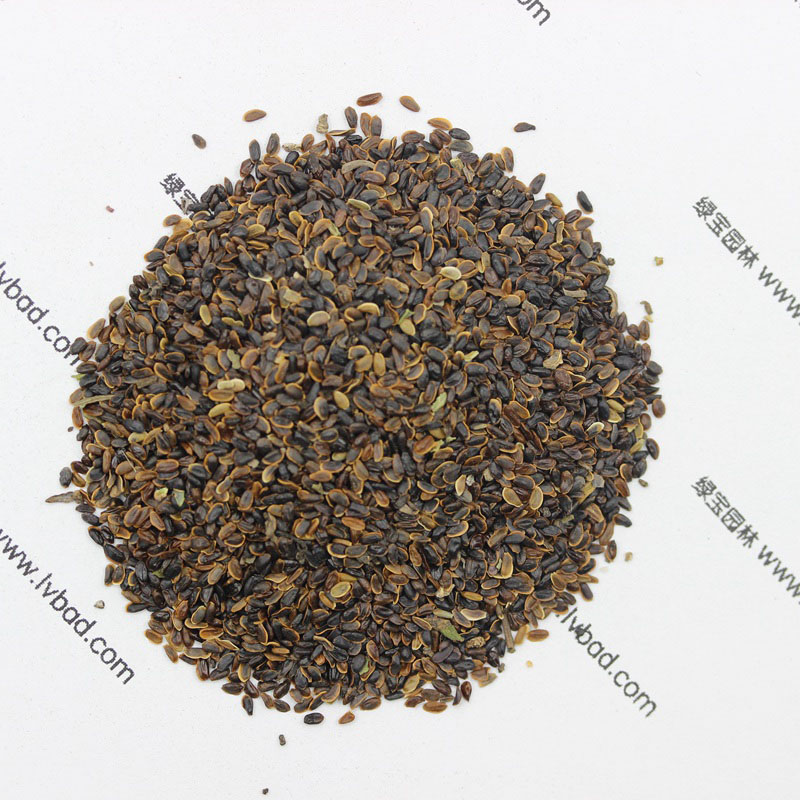 <a href='http://m.wuzhouwash.com/caohuazhongzi/1573.html' target='_blank'>桔梗</a><a href='http://m.wuzhouwash.com/' target='_blank'>種子</a>圖片