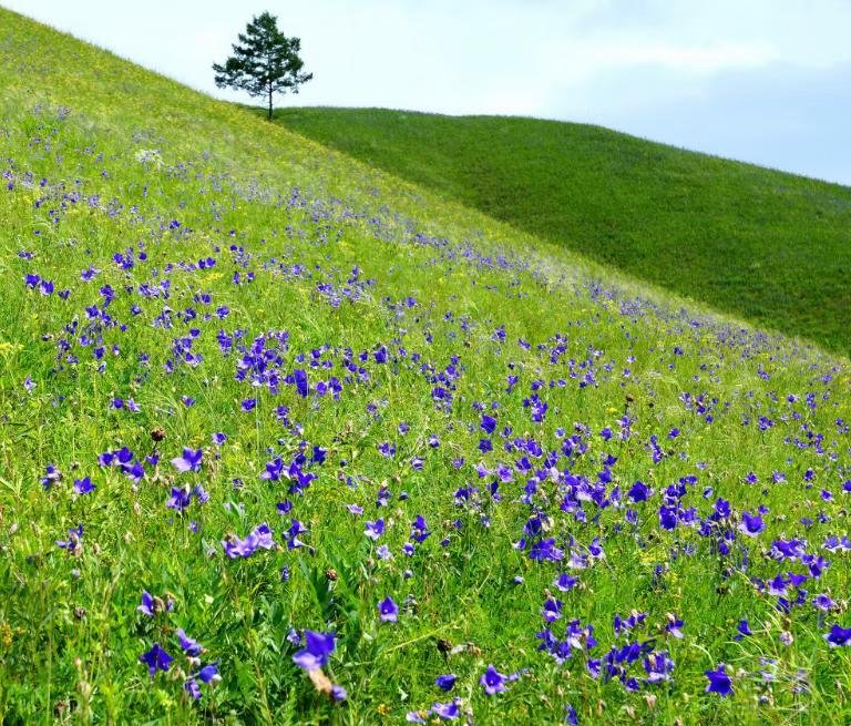藍(lán)色紫色桔梗花圖片