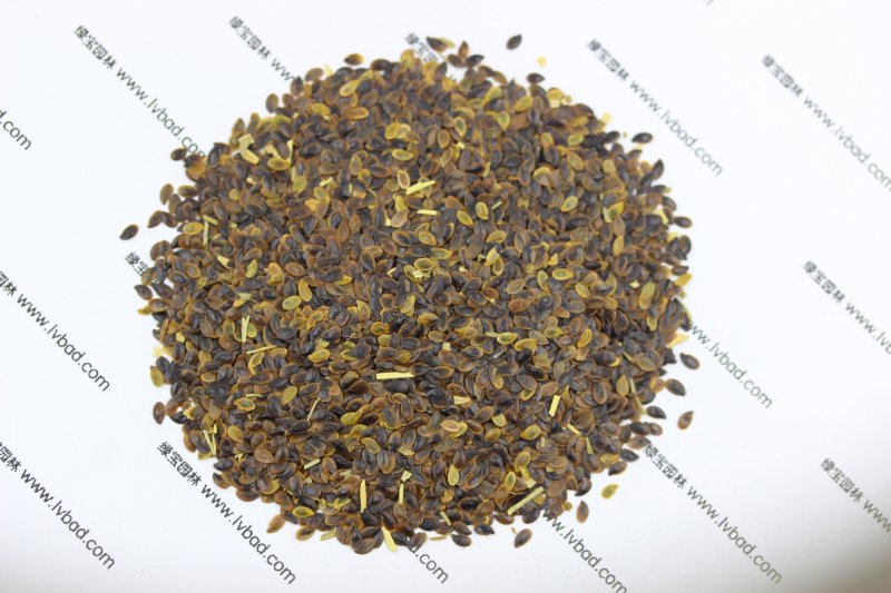 <a href='http://m.wuzhouwash.com/caohuazhongzi/1577.html' target='_blank'>藍花亞麻</a><a href='http://m.wuzhouwash.com/' target='_blank'>種子</a>