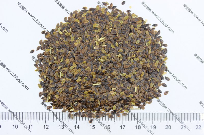 <a href='http://m.wuzhouwash.com/caohuazhongzi/1577.html' target='_blank'>藍花亞麻種子</a>