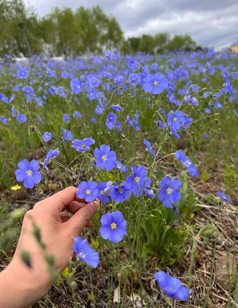 藍花亞麻開花圖片