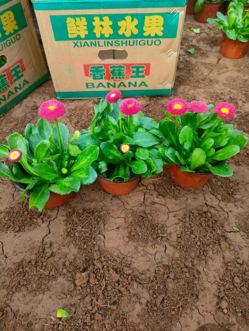 盆栽雛菊苗開花圖片