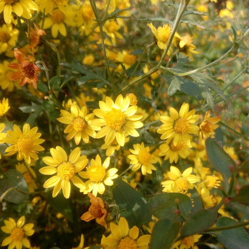 野菊花開(kāi)花圖片