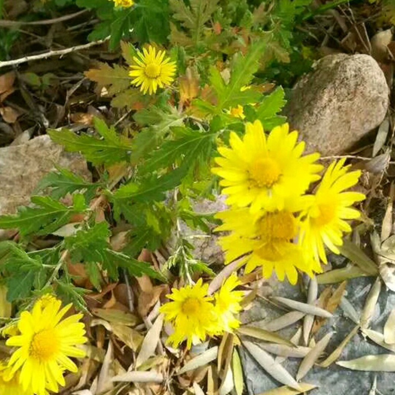 野菊花開(kāi)花圖片