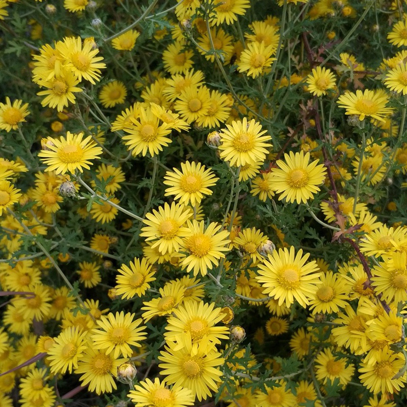 野菊花開(kāi)花圖片