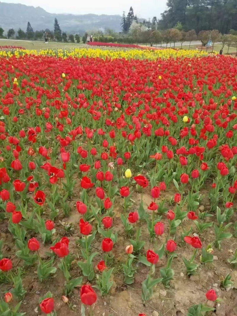 紅色郁金香開花圖片
