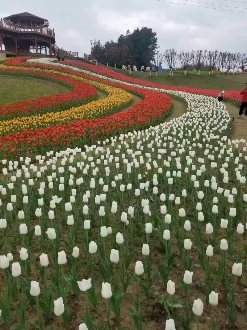 郁金香白色開花圖片
