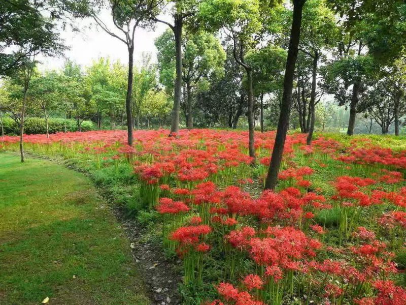 石蒜開花圖片