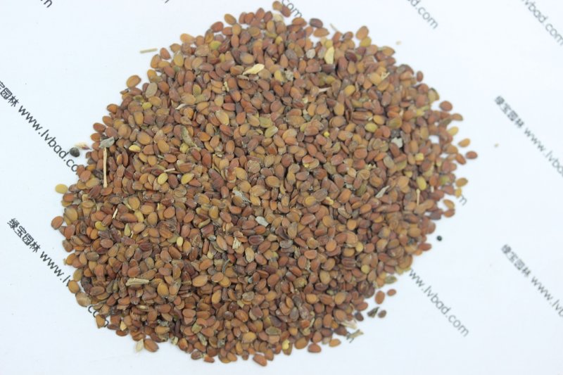 <a href='http://m.wuzhouwash.com/caohuazhongzi/1050.html' target='_blank'>蜂室花種子</a>