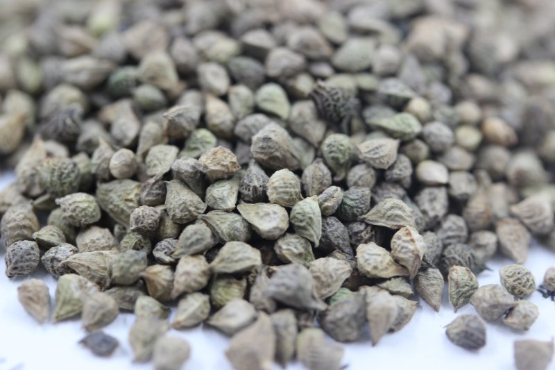 <a href='http://m.wuzhouwash.com/caohuazhongzi/1052.html' target='_blank'>福壽花種子</a>