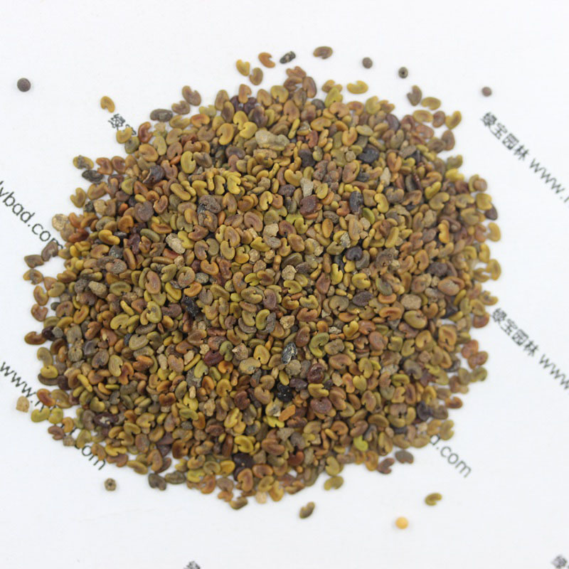 <a href='http://m.wuzhouwash.com/yaocaizhongzi/2335.html' target='_blank'>紅花</a>草<a href='http://m.wuzhouwash.com/' target='_blank'>種子</a>