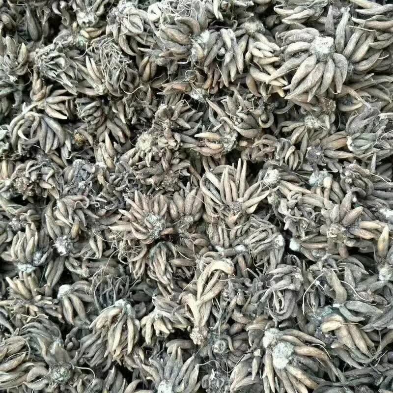 <a href='http://m.wuzhouwash.com/caohuazhongzi/16088.html' target='_blank'>花毛茛種球</a>種苗