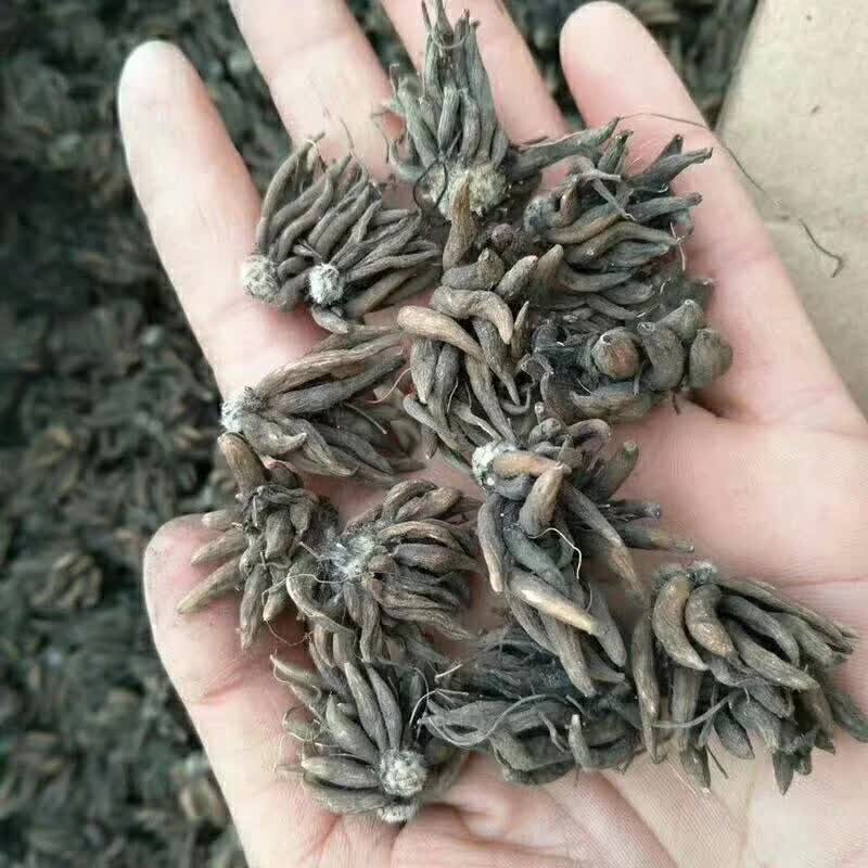 <a href='http://m.wuzhouwash.com/caohuazhongzi/16088.html' target='_blank'>花毛茛種球</a>種苗