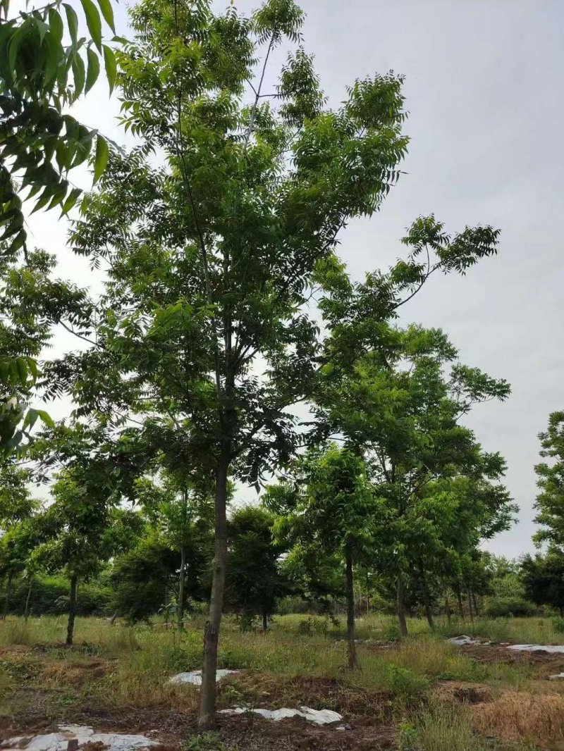 核<a href='http://m.wuzhouwash.com/linmuzhongzi/1723.html' target='_blank'>桃樹</a>