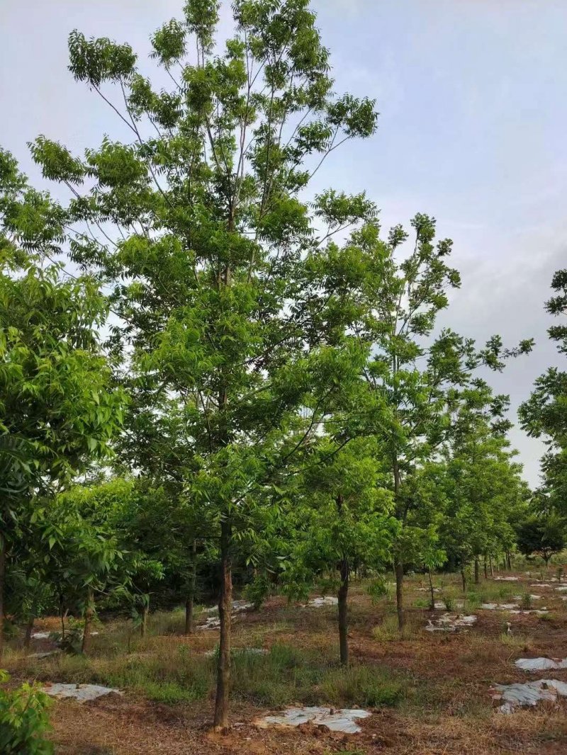 核<a href='http://m.wuzhouwash.com/linmuzhongzi/1723.html' target='_blank'>桃樹</a>
