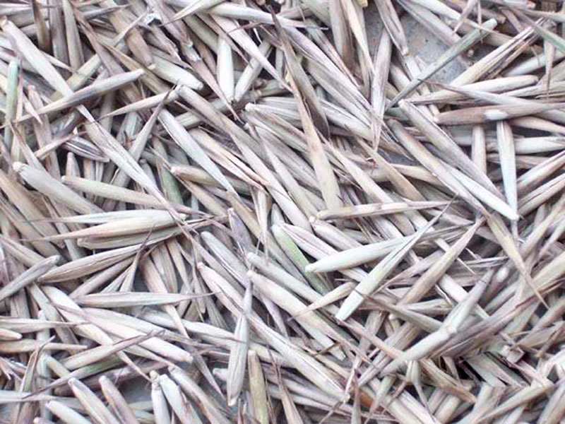 竹子<a href='http://m.wuzhouwash.com/' target='_blank'>種子</a>