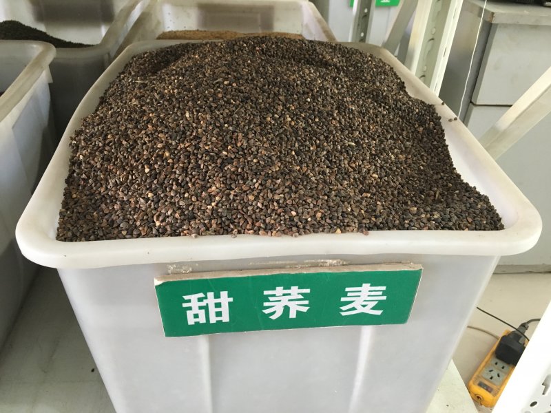 蕎麥<a href='http://m.wuzhouwash.com/' target='_blank'>種子</a>