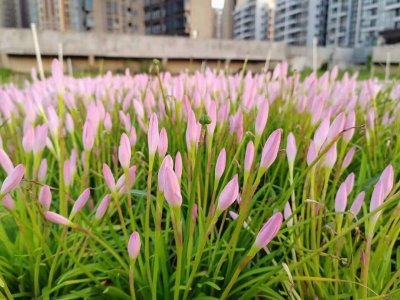 風(fēng)雨蘭