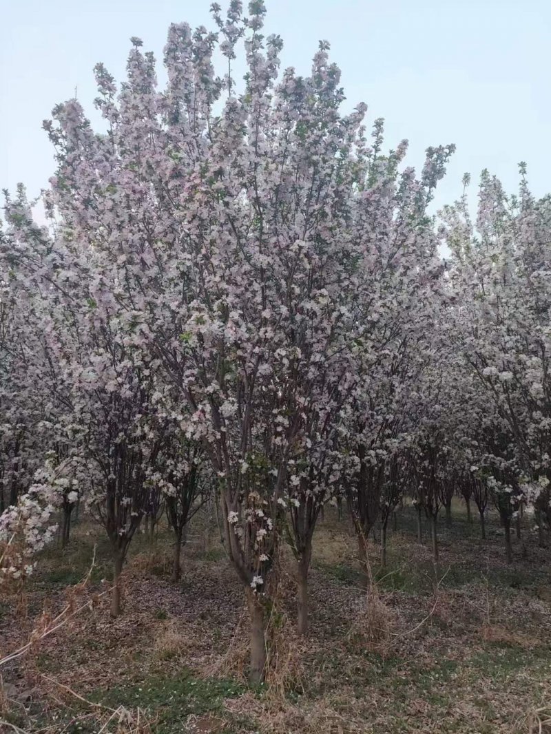 西府海棠春季開花