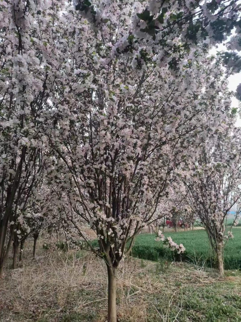 西府海棠春季開花