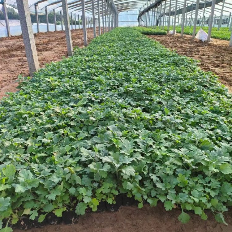 地被菊小苗盆栽容器苗菊花苗