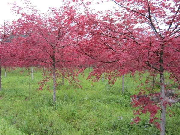 <a href='http://m.wuzhouwash.com/linmuzhongzi/1726.html' target='_blank'>日本紅楓</a>--長景園林