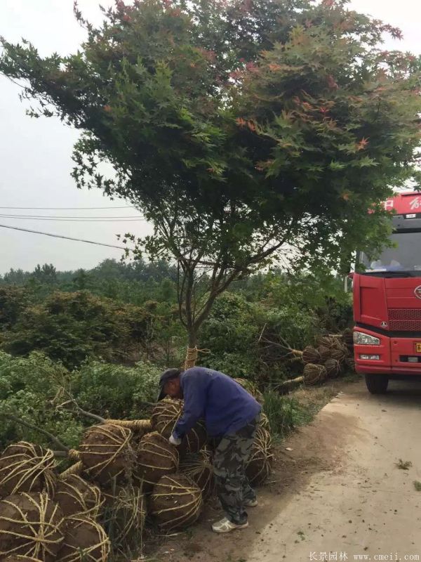 <a href='http://m.wuzhouwash.com/linmuzhongzi/1711.html' target='_blank'>雞爪槭</a>圖片基地實(shí)拍