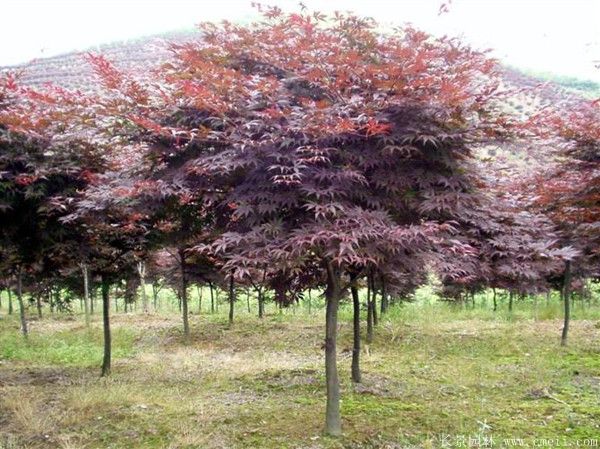 <a href='http://m.wuzhouwash.com/linmuzhongzi/1706.html' target='_blank'>紅楓</a>圖片基地實(shí)拍