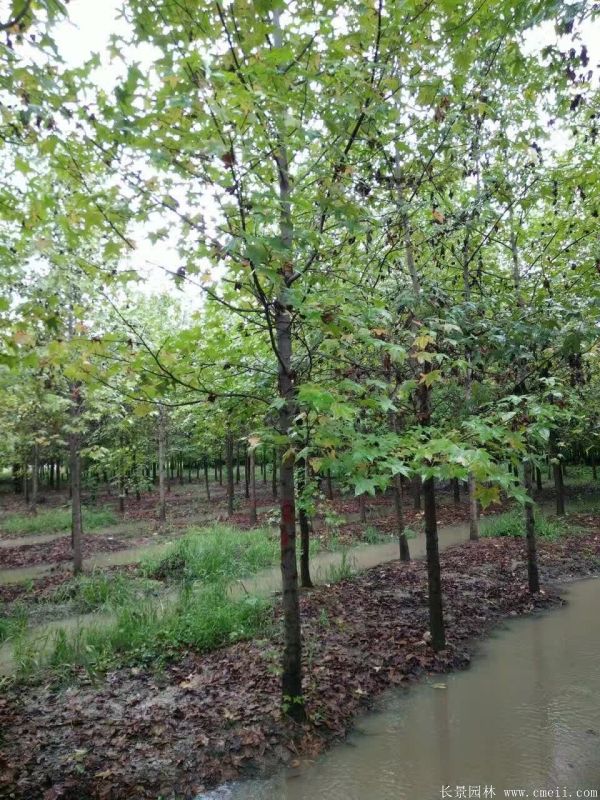 <a href='http://m.wuzhouwash.com/linmuzhongzi/1839.html' target='_blank'>楓香</a>圖片<a href='http://m.wuzhouwash.com/linmuzhongzi/1839.html' target='_blank'>楓香</a>基地實(shí)拍