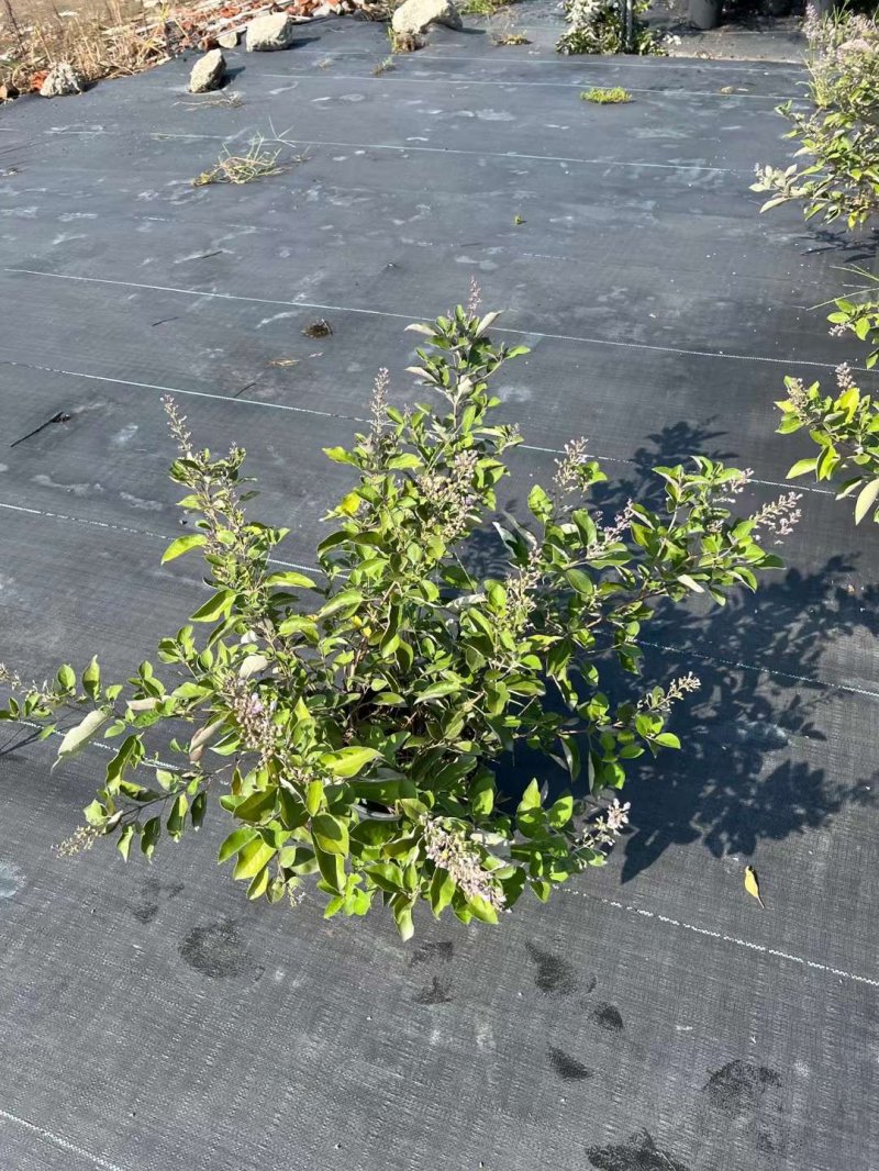 穗花牡丹荊穗花牡荊