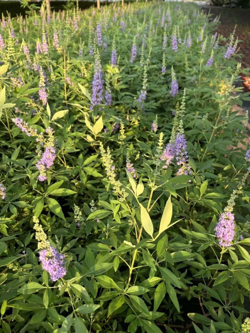 穗花牡丹荊穗花牡荊