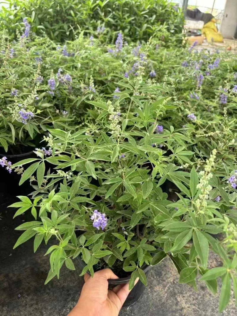 穗花牡丹荊穗花牡荊