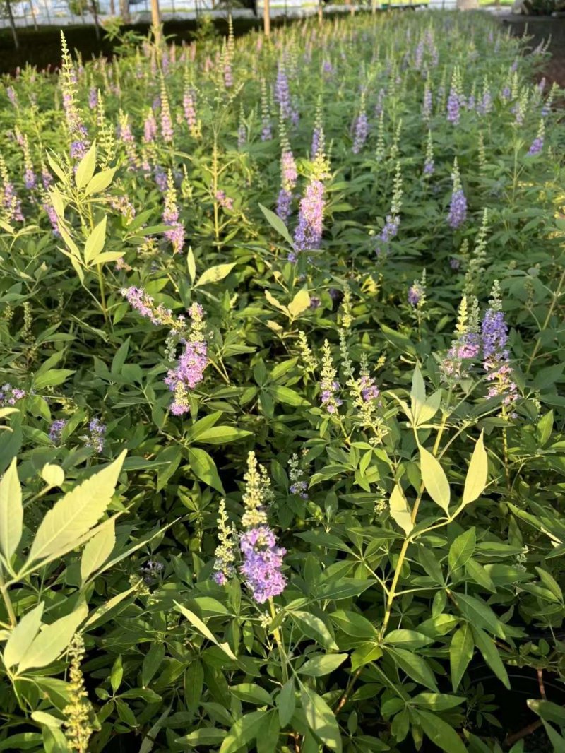 穗花牡丹荊穗花牡荊